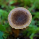 Hygrophoropsis aurantiaca image