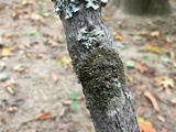 Melanohalea septentrionalis image