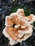 Laetiporus cincinnatus image