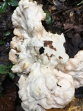 Laetiporus cincinnatus image