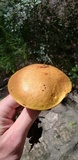 Boletus luridellus image