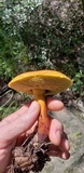 Boletus luridellus image