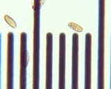 Boletus luridellus image