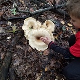 Bondarzewia berkeleyi image