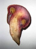Gymnopilus luteofolius image