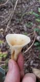 Hohenbuehelia petaloides image