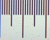 Hohenbuehelia petaloides image