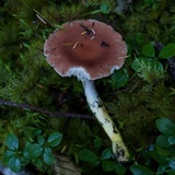 Gomphidius subroseus image