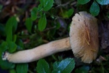 Chroogomphus tomentosus image