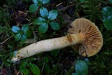 Chroogomphus tomentosus image