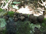 Daldinia childiae image
