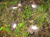 Astraeus pteridis image