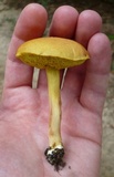 Xerocomus illudens image