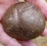 Tylopilus plumbeoviolaceus image
