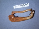 Clavariadelphus americanus image