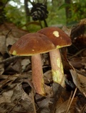 Leccinum rubropunctum image