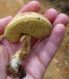 Boletus pallidus image