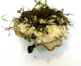 Bondarzewia occidentalis image