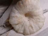 Marasmius calhouniae image