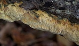 Radulodon copelandii image