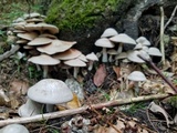 Entoloma abortivum image