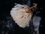 Ramariopsis kunzei image