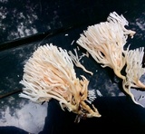 Ramariopsis kunzei image