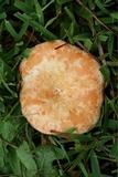 Lactarius salmoneus image