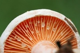 Lactarius salmoneus image