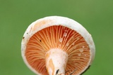 Lactarius salmoneus image