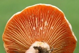 Lactarius salmoneus image