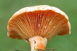 Lactarius salmoneus image