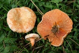 Lactarius salmoneus image