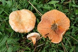 Lactarius salmoneus image