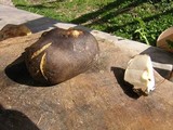 Rhizopogon roseolus image