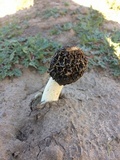 Phallus hadriani image