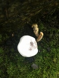 Hypomyces microspermus image