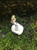 Hypomyces microspermus image