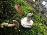 Hypomyces microspermus image