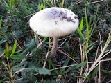 Amanita sect. Vaginatae image