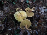 Suillus punctipes image