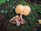 Suillus punctipes image