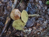 Suillus acidus image