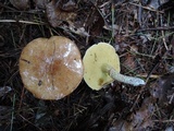 Suillus acidus image