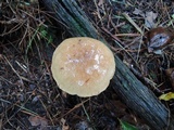 Suillus acidus image