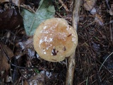 Suillus acidus image