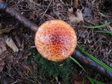 Suillus spectabilis image