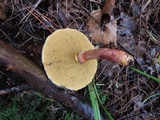 Suillus spectabilis image