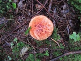 Suillus spectabilis image