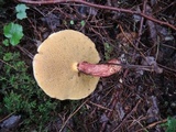 Suillus spectabilis image
